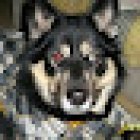 Veterinaria Pet´s Mart