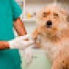 Servicios Veterinarios VW Sur