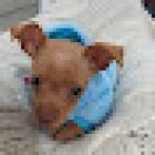 Animalopolis Clínica Veterinaria