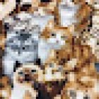 Veterinaria Zoolamm Cure Veterinarie