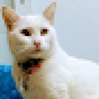 Clínica Veterinaria Guppy