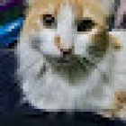 Clínica Veterinaria Alebrijes