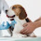 Médica Veterinaria & P-los. Consulta a domicilio.