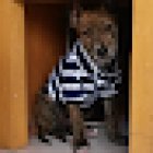 Estética Canina Reino Animal