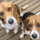 Servicios Veterinarios Terranova