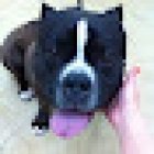 VETERINARIA Y MASCOTAS LIBRAMIENTO