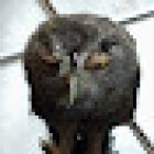 Hospital veterinario aves rapaces