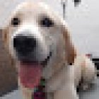 Veterinaria y Estetica canina Garra-Pata