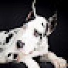 Veterinary Dermatology Perrionni