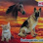 Huixquiestetic Canina