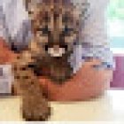 Veterinaria El Potrillo