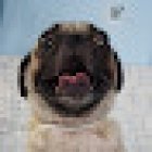 Kolitas Veterinaria Cancún