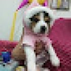 Estetica canina Shower Dog