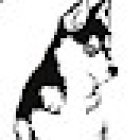 Clinica veterinaria Wolfy