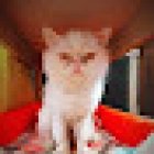 Veterinaria La Coyota