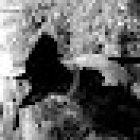 Veterinaria Canito II