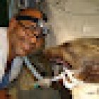 Odontología Veterinaria México