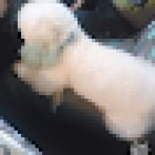 Estética Canina Scooby Doo