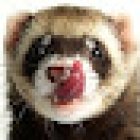 Ferrets shop Miyu Querétaro