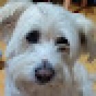 Colichos Hp(Servicios médicos veterinarios)