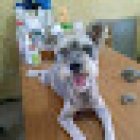 consultorio veterinario koda