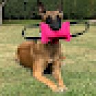 CENTRO DE ADIESTRAMIENTO EIBARCAN