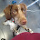Veterinary clinic Vetovie St Helier