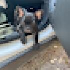 Arcelli Stefano ambulatorio veterinario