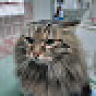 Ambulatorio Veterinario Corsaletti Dr. Paolo