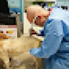 STUDIO VETERINARIO DR.MORIGI URGENZA SU CHIAMATA VISITE E PROFILASSI,VISITE A DOMICILIO.