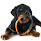 Pet Doctors Palmerston North