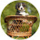 Clive Cottage Vet Clinic