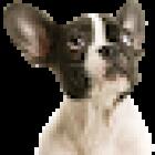 Pet Doctors - The Gardens