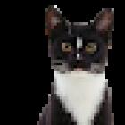 Pet Doctors Dinsdale