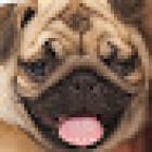 Veterinary Clinic Vets & Pets