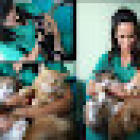 Clínica Veterinária Santa Teresinha