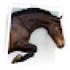 Paardenkliniek Venlo B.V.