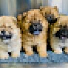 Park Pets Veterinary Clinic