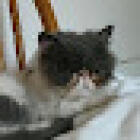 BRIDGE HOUSE VETERINARY CLINIC