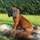 Longford Pet Vet at Crandara