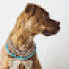 Toowoomba Family Vets