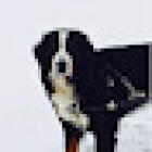 Valley Veterinary Hospital