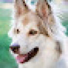 Holly Animal Hospital