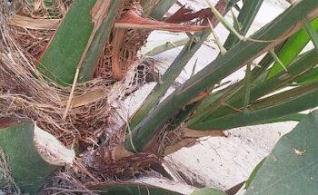 Bin Haddah Real Estate