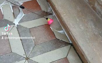 شركة مكافحة حشرات في دبي م.م مكافحة الصراصير والبرص والثاعبين مكافحه الرمه النمل الابيض شركة رش مبيدات حشرات في دبي