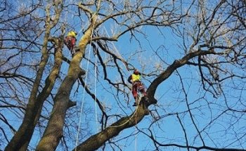 Baumpflege Luisoni GmbH