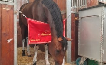 Sportpferde Rauchmatt AG