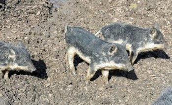 S.I. Les Battieux S.A.