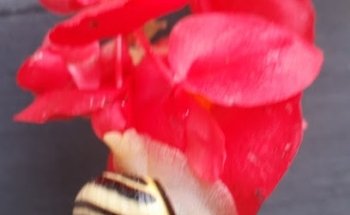 Sé Gé Lathion Carrelage et Revêtement S.àr.l.