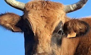 Living Asturias. Personal Shopper Inmobiliario